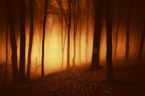 Foresta Frequentata Misteriosa Alla Notte Con Luce Sconosciuta