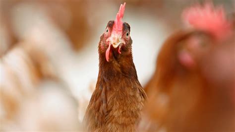 Backyard Poultry Cause Of Salmonella Outbreak Linked To 100 Hospitalizations Death Cdc Nbc