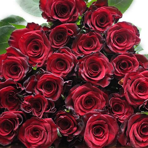 Red Paris Roses Florabundance Wholesale Flowers
