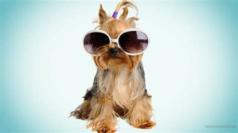 45 Cool Wallpapers Of Dogs