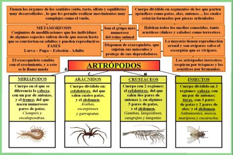 Esquemas Galledor Los Artrópodos