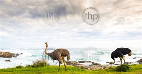 The barman looks at the ostrich who says: Male and female ostrich pair beside ocean coastline at the ...