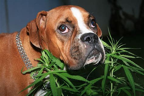 Dogs Smoking Weed