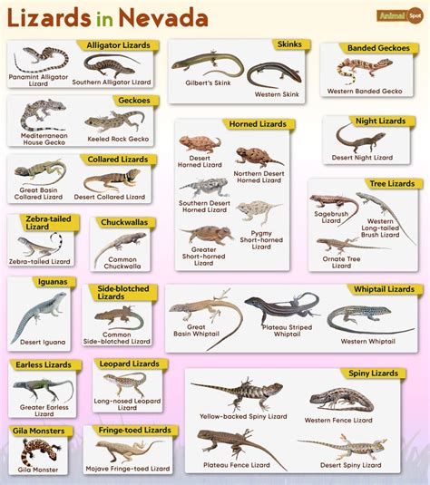 Desert Reptiles List