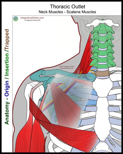 Thoracic Outlet Syndrome Pain Patterns Causes Self Care Integrative Works