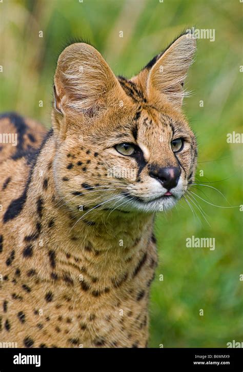Small Lesser Cat Grasslands Hi Res Stock Photography And Images Alamy