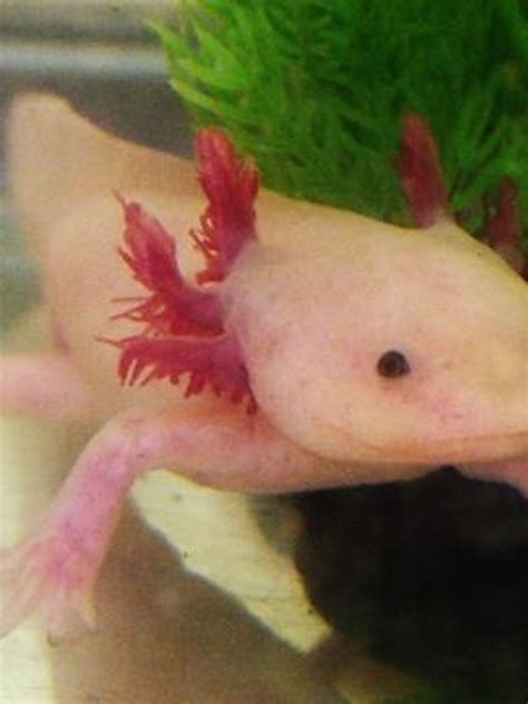Black Pink Amphibians Pink Lily Cutest Axolotl Axolotl Fish Uk