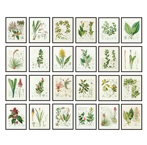 Set Of 24 Scientific Plant Studies Botany Printables Vintage Etsy