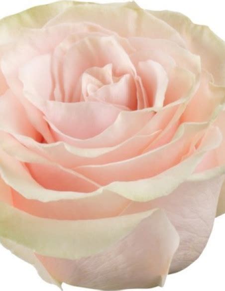 Pink Mondial Pink Rose