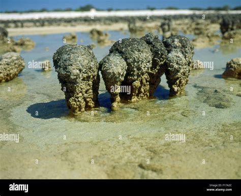 Shark Bay Stromatolites Australia Hi Res Stock Photography And Images