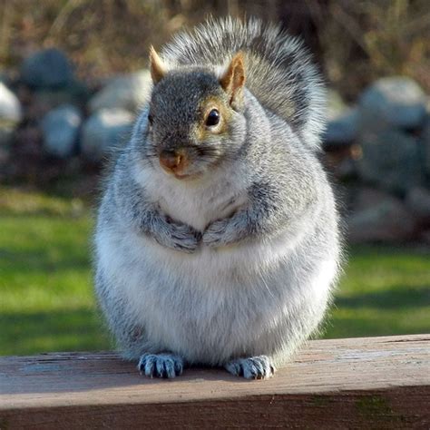 fat squirrels that totally overate this winter