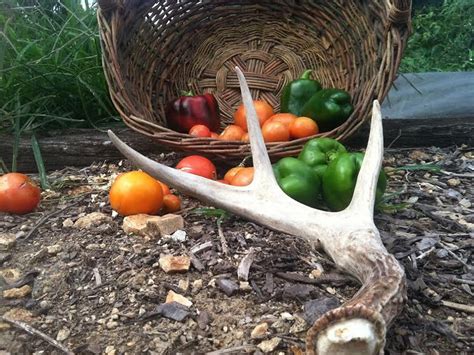 Deer And Tomatoes Outdoorhub