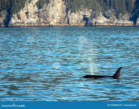 Orca Killer Whale Spouting While Surfacing To Breathe In Kenai Fjords
