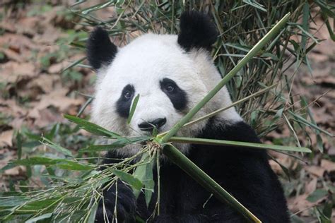 3 Days In Chengdu China So Much More Than The Giant Pandas