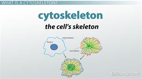 Cytoskeleton Structure Function Video Lesson Transcript Study