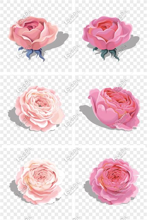 Unduh 73 Gambar Bunga Mawar Pink Cantik Hd Terbaru Gambar