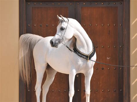 The World Famous Arabian Horse Page 3