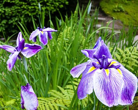 Japanese Iris In Portland Japanese Garden Chris Bidleman Photography