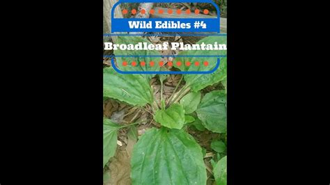 Wild Edibles 4 Broadleaf Plantain Plantains Wild Edibles Edible
