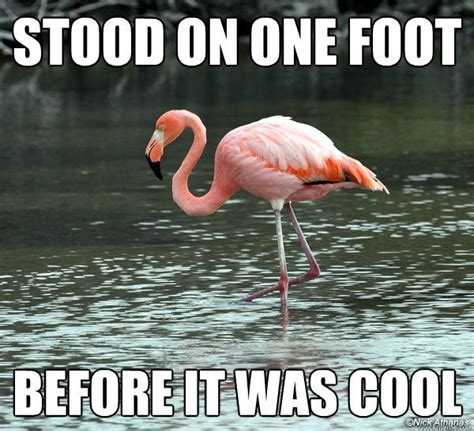 Stood On One Foot Before It Was Cool Hipster Flamingo Flamingos Quote
