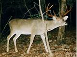 Alabama Hunting Outfitters Whitetail Deer Photos
