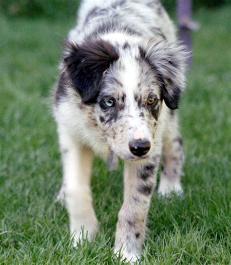 The blue merle border collies provided by rising sun farm are world class dogs that have gained international recognition for their performance. Cute Puppy Dogs: brown border collie puppies