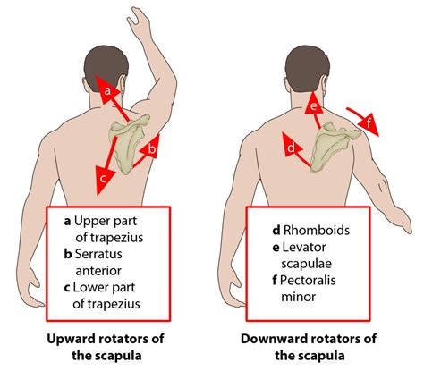 Figure 2 Function Of Levator Scapulae Shoulder Muscle Anatomy