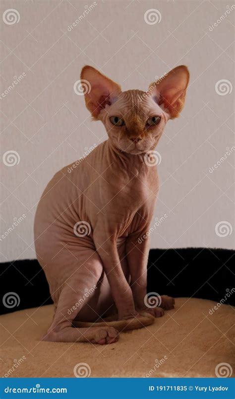 Bald Cat Breed Of Cats Without Hair Stock Image Image Of Bambino