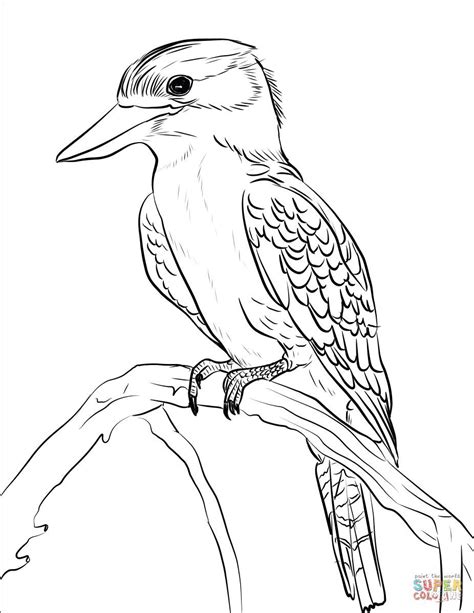 Free Printable Colouring Pages Australian Animals