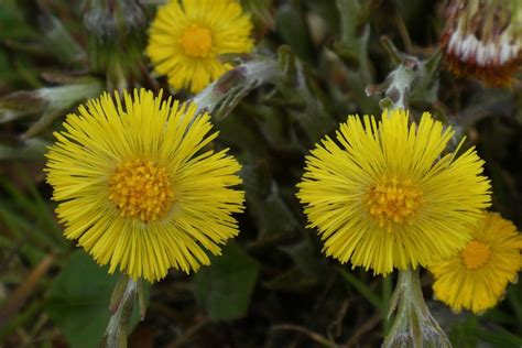 Beautiful Botanicals Coltsfoot The Botanical Used To Cure A Cough
