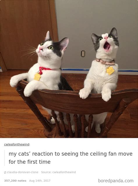 10 cat posts on tumblr that are impossible not to laugh at