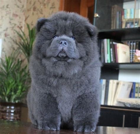 Blue Chow Chow Puppy Cute Dogs Baby Animals Fluffy Animals