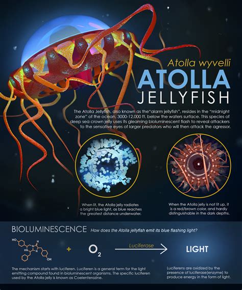 Atolla Jellyfish — Logan Weihe