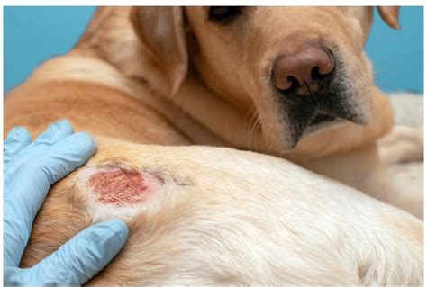 8 Simple Remedies For Your Dogs Skin Problems Uspetcares