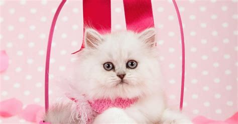 link kucing pink