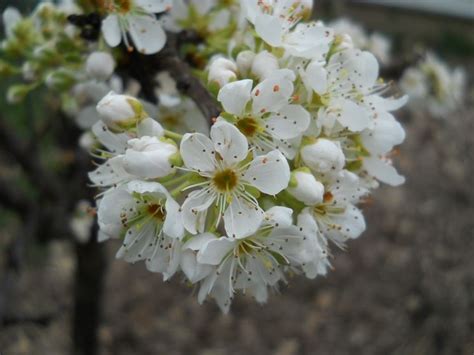 Sogni di alberi con fiori bianchi. Alberi da fiore da giardino - Piante da Giardino - Alberi ...