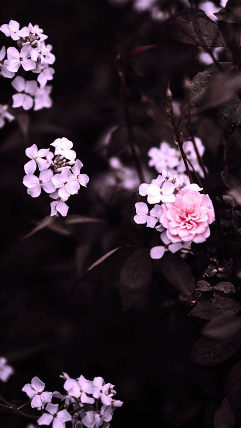 Aesthetic Girly Black And Pink Wallpaper Allwallpaper Flower Iphone