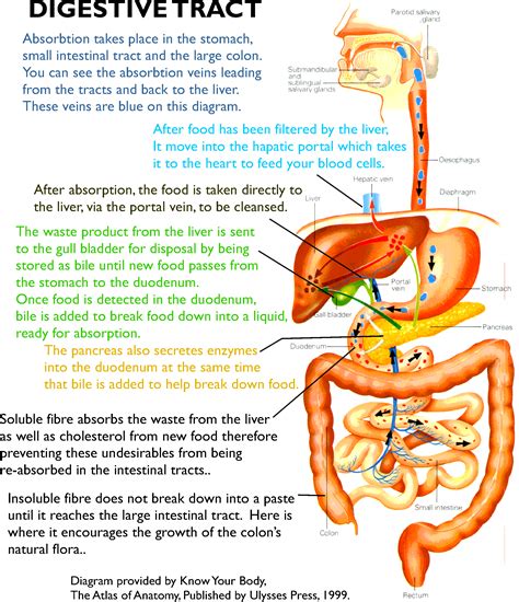 Gastrointestinal Digestive Tract Anatomy Diagram Digestive System
