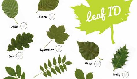 Leaf identification | WowScience - Science games and activities for kids