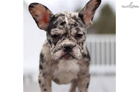 Spot French Bulldog Puppy For Sale Near New York City New York