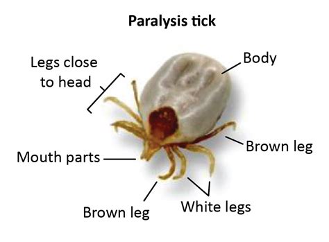 Tick Paralysis In Australia Ticks Paralysis Tick Removal