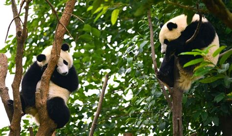 Pandas In Chengdu China China Travel Luxury Adventure Asia Travel
