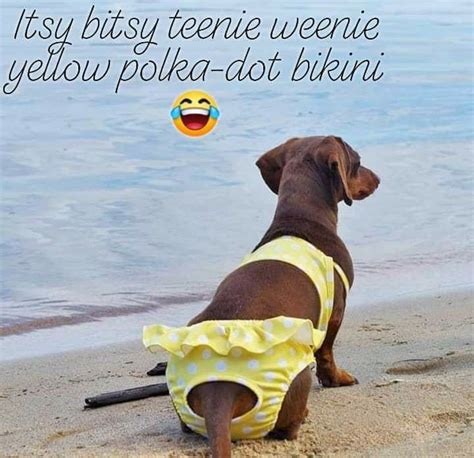 Pin By Lisa Bell On I Love Weenier Dogs Dachshund Funny Quotes