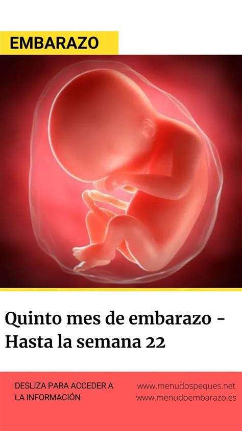 Quinto Mes De Embarazo Hasta La Semana 22 Embarazo 5 Meses De