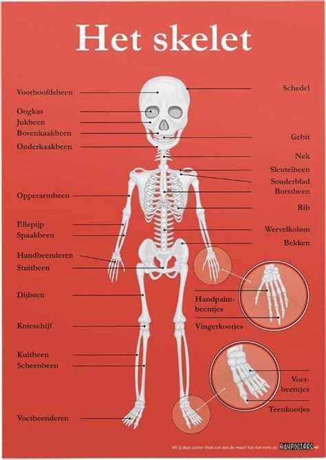 Educatieve Poster Forex Biologie Het Skelet 30 X 40 Cm