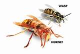 Pictures of Wasp Hornet