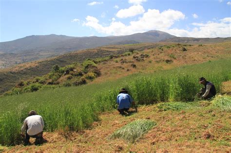 Minagri Recomienda Para Un Manejo Adecuado De Pastos Y Forrajes AGRO RURAL