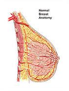 They are supported by and attached to the front of the chest wall on either side of the breast bone or sternum by ligaments. Breast - General Anatomy - MediVisuals