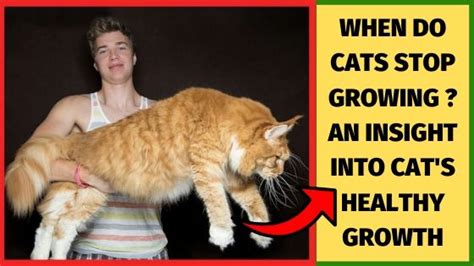 When fully grown, the average mixed breed cat weighs between eight and ten pounds, measures 15 to 20 inches in length (excluding the tail) and stands around 10 inches tall. When Do Cats Stop Growing ? | An Insight Into Cat's Health ...