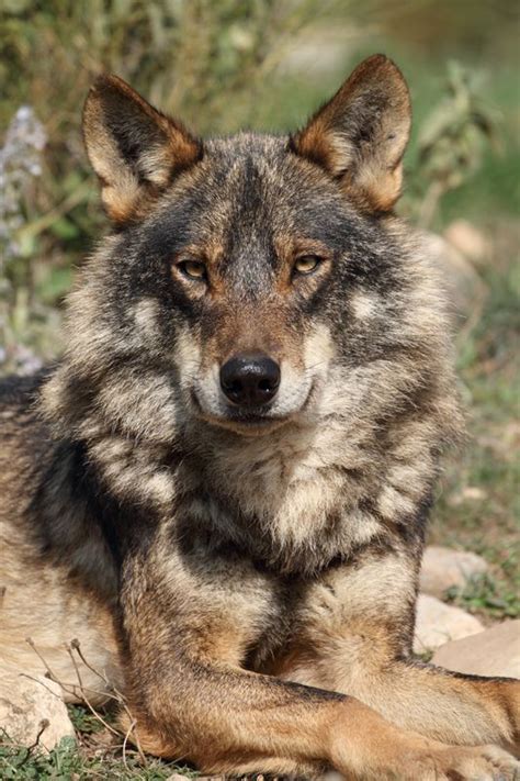 Iberian Wolf Canis Lupus Signatus Wolf Dog Wild Wolf Wolf Pictures